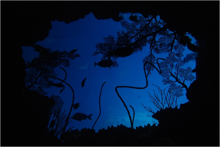 【屏東墾丁 景點】海洋生物博物館 | 欣賞藍色水底隧道、悠遊的小白鯨、大魟魚，以及夜宿海生館要注意什麼？