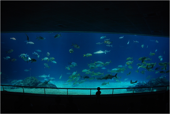 【屏東墾丁 景點】海洋生物博物館 | 欣賞藍色水底隧道、悠遊的小白鯨、大魟魚，以及夜宿海生館要注意什麼？