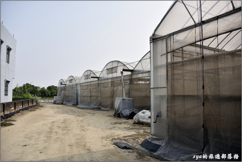 【嘉義】樂活田園瓜果嘉香。嘉義精品農業旅遊試遊團