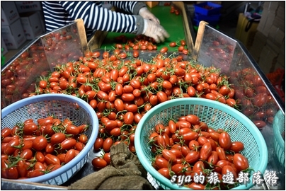 【嘉義】樂活田園瓜果嘉香。嘉義精品農業旅遊試遊團