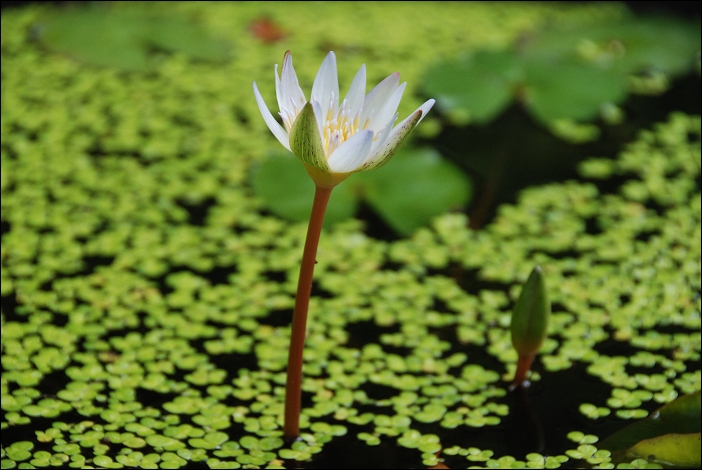 【苗栗 景觀餐廳】苗栗大湖。湖畔花時間