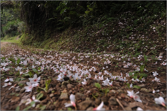 【苗栗 景點】鹿廚坑桐花步道 | 頹圮的維也納