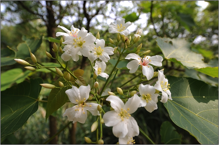 【苗栗 景點】鹿廚坑桐花步道 | 頹圮的維也納
