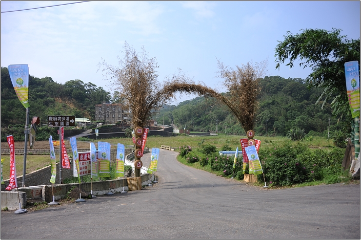 【苗栗 景點】鹿廚坑桐花步道 | 頹圮的維也納