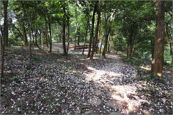 【苗栗 景點】鹿廚坑桐花步道 | 頹圮的維也納