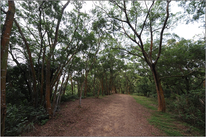 【苗栗 景點】鹿廚坑桐花步道 | 頹圮的維也納