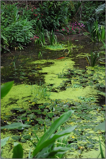 【桃園 景點】桃源仙谷 | 百花齊放之鬱金香海