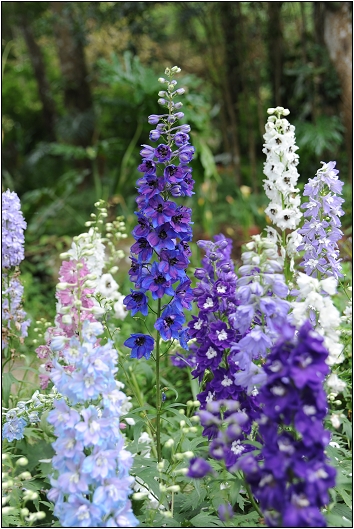 【桃園 景點】桃源仙谷 | 百花齊放之鬱金香海