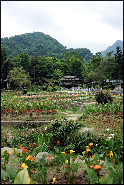 【桃園 景點】桃源仙谷 | 百花齊放之鬱金香海