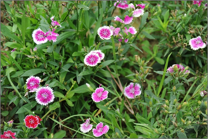 【桃園 景點】桃源仙谷 | 百花齊放之鬱金香海