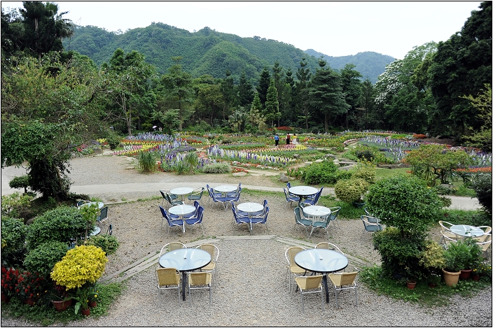 【桃園 景點】桃源仙谷 | 百花齊放之鬱金香海