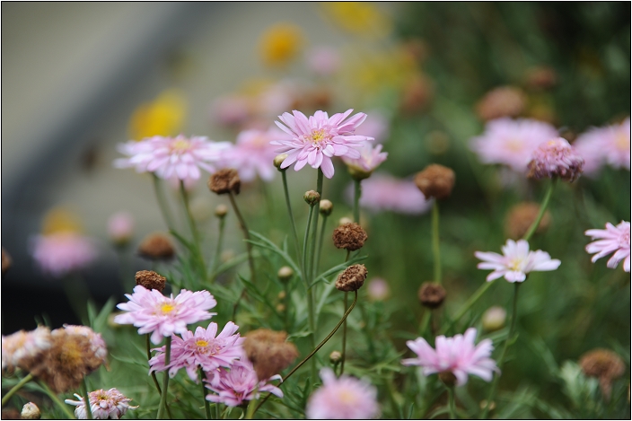 【桃園 景點】桃源仙谷 | 百花齊放之鬱金香海