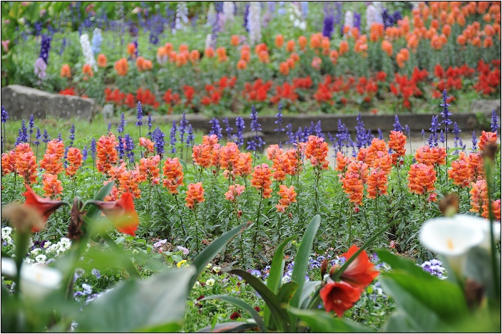 【桃園 景點】桃源仙谷 | 百花齊放之鬱金香海