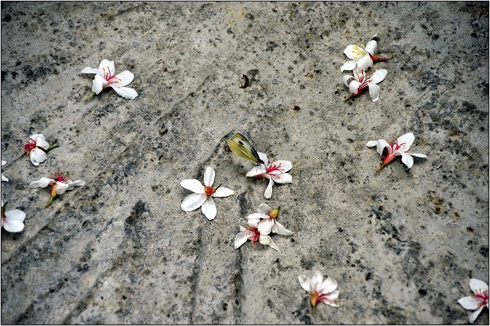 【桃園 景點】桃源仙谷 | 百花齊放之鬱金香海