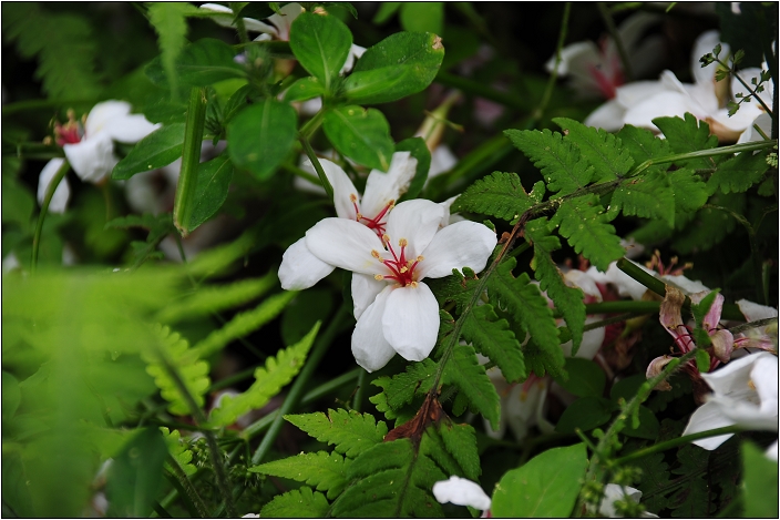 【桃園 景點】桃源仙谷 | 百花齊放之鬱金香海