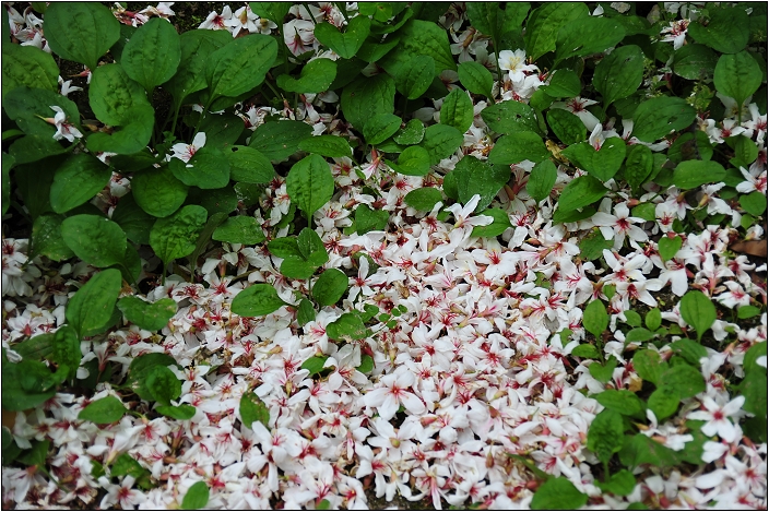 【桃園 景點】桃源仙谷 | 百花齊放之鬱金香海