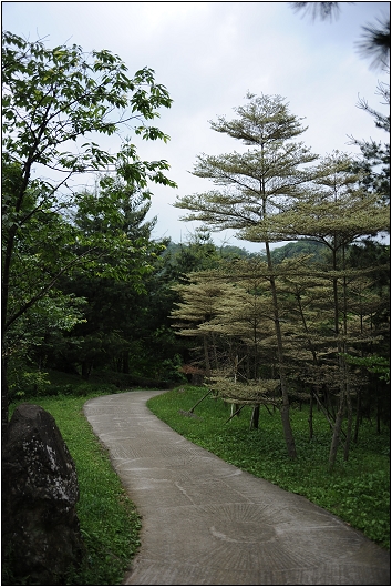 【桃園 景點】桃源仙谷 | 百花齊放之鬱金香海