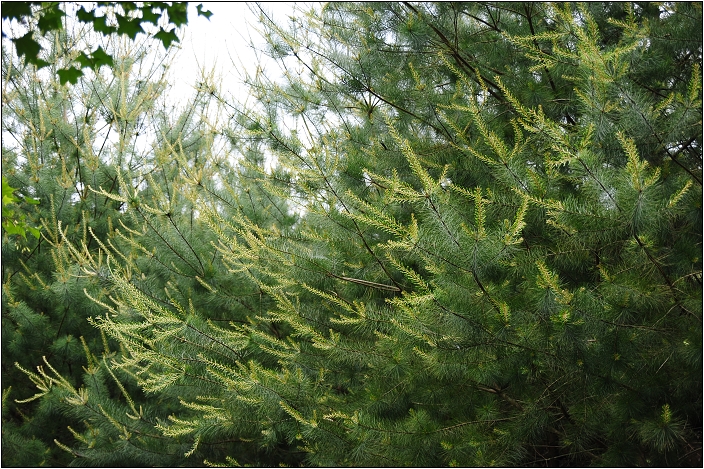 【桃園 景點】桃源仙谷 | 百花齊放之鬱金香海
