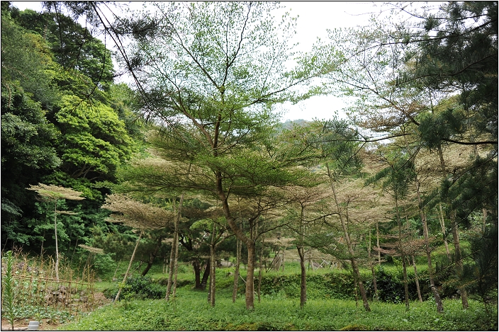 【桃園 景點】桃源仙谷 | 百花齊放之鬱金香海