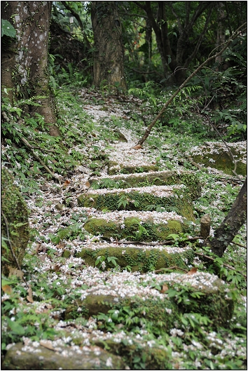 【桃園 景點】桃源仙谷 | 百花齊放之鬱金香海
