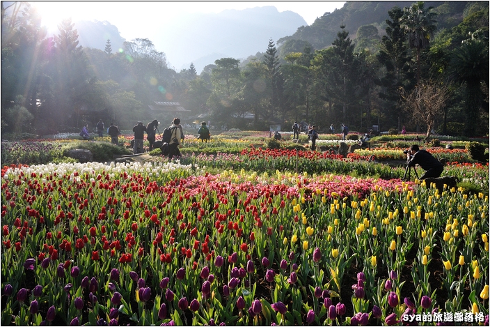 【桃園 景點】桃源仙谷 | 百花齊放之鬱金香海