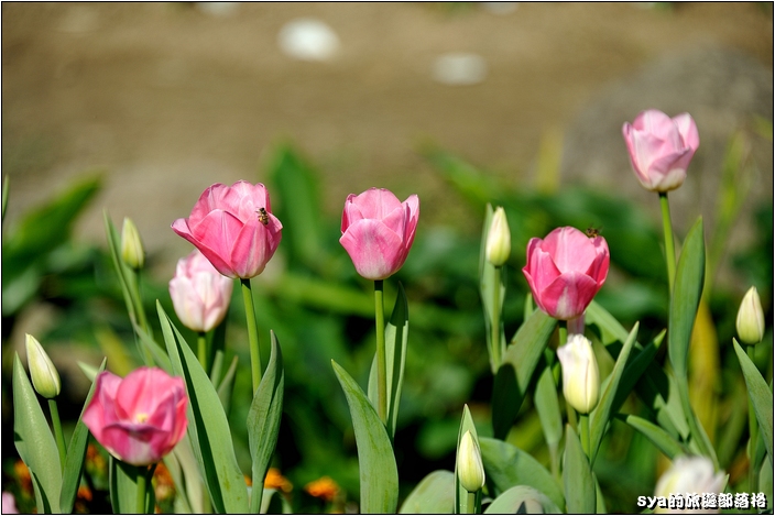 【桃園 景點】桃源仙谷 | 百花齊放之鬱金香海