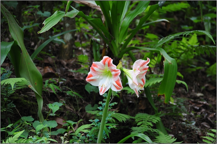 【桃園 景點】桃源仙谷 | 百花齊放之鬱金香海
