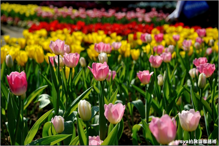 【桃園 景點】桃源仙谷 | 百花齊放之鬱金香海