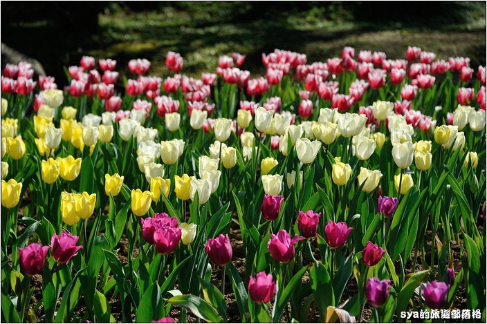 【桃園 景點】桃源仙谷 | 百花齊放之鬱金香海
