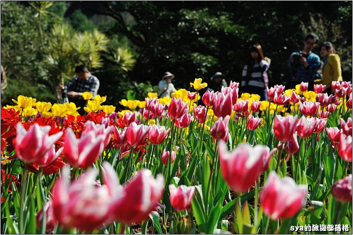 【桃園 景點】桃源仙谷 | 百花齊放之鬱金香海