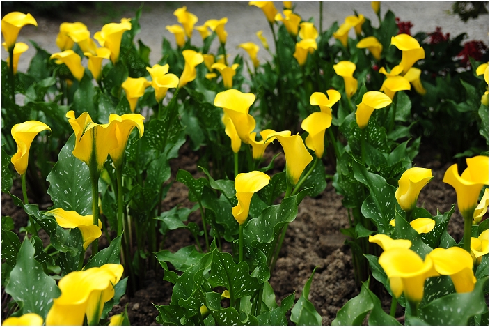 【桃園 景點】桃源仙谷 | 百花齊放之鬱金香海