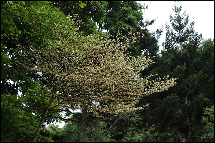 【桃園 景點】桃源仙谷 | 百花齊放之鬱金香海