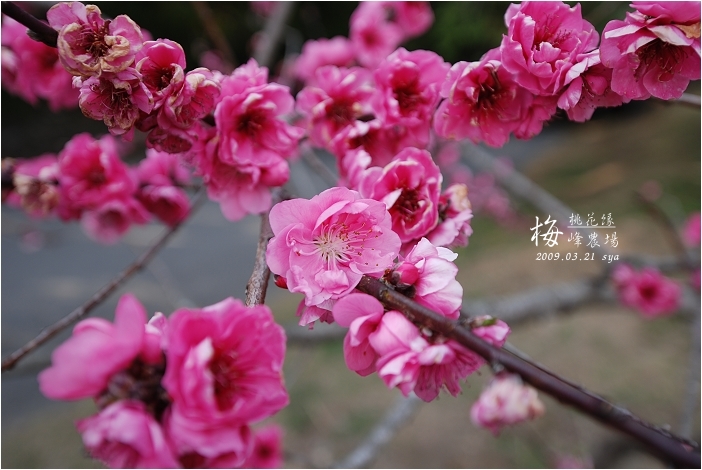 【山水南投】南投一日遊、二日遊的推薦景點美食懶人包