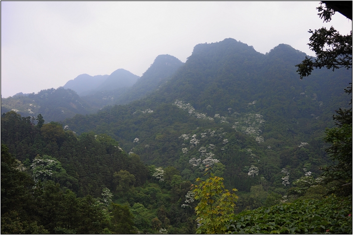 【苗栗南庄 景觀餐廳】 山行玫瑰