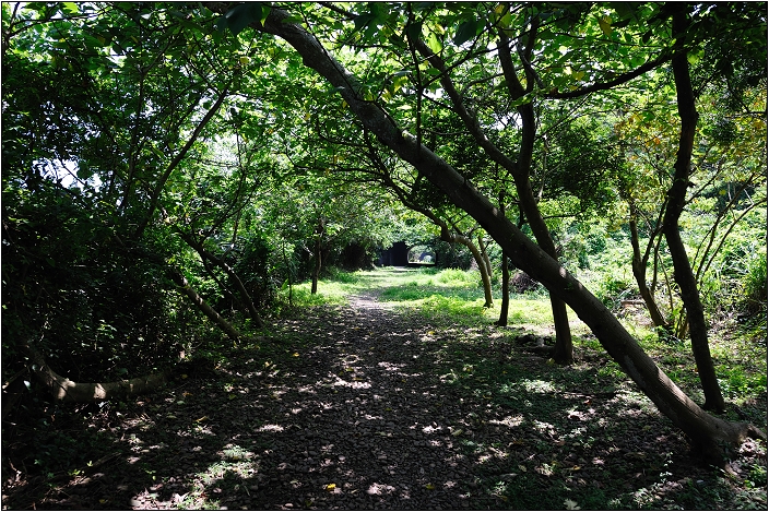【苗栗 景點】崎頂子母隧道 | 斑駁的雙軌鐵道 (老衢觀海、北戶聚落)