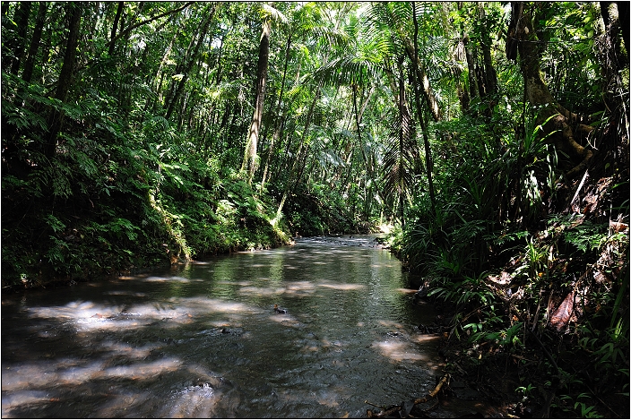 【帛琉】安得貌大瀑布（Ngardmau Waterfall） 與 迪翁格拉迪溪溯溪（Nqertebechel River）
