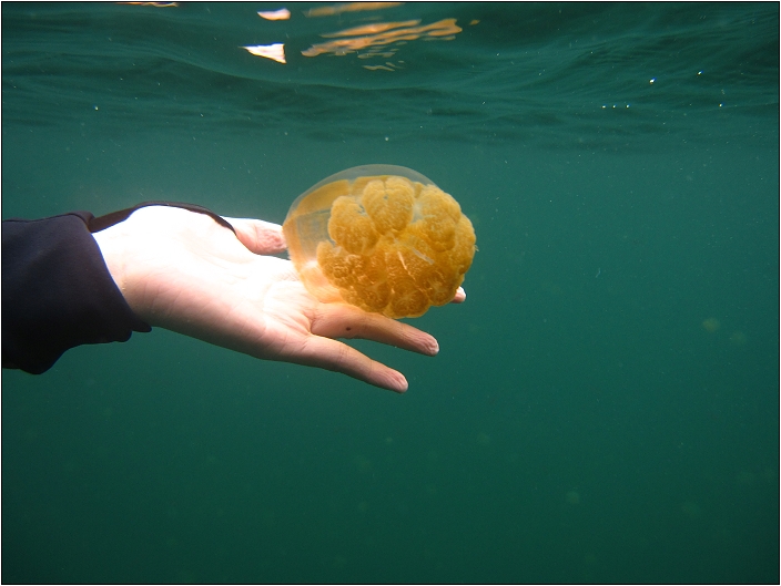 外島景點。帛琉 (長灘島、水母湖、海豚研究中心、鯊魚島、鯨魚島、情人橋、德軍水道)