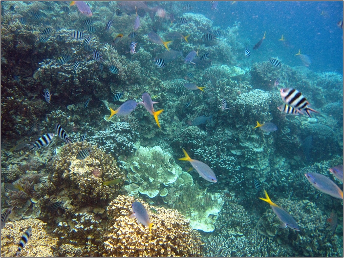 帛琉外海景點1 (日軍沈船區、天然牛奶SPA、玫瑰珊瑚、硬珊瑚、軟珊瑚、美人魚水道)