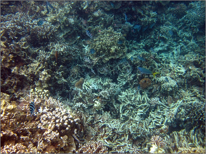 帛琉外海景點1 (日軍沈船區、天然牛奶SPA、玫瑰珊瑚、硬珊瑚、軟珊瑚、美人魚水道)