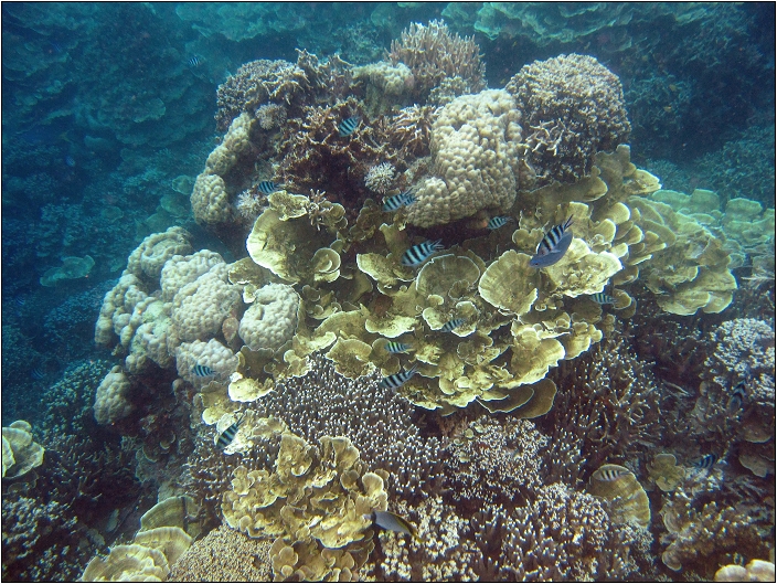 帛琉外海景點1 (日軍沈船區、天然牛奶SPA、玫瑰珊瑚、硬珊瑚、軟珊瑚、美人魚水道)