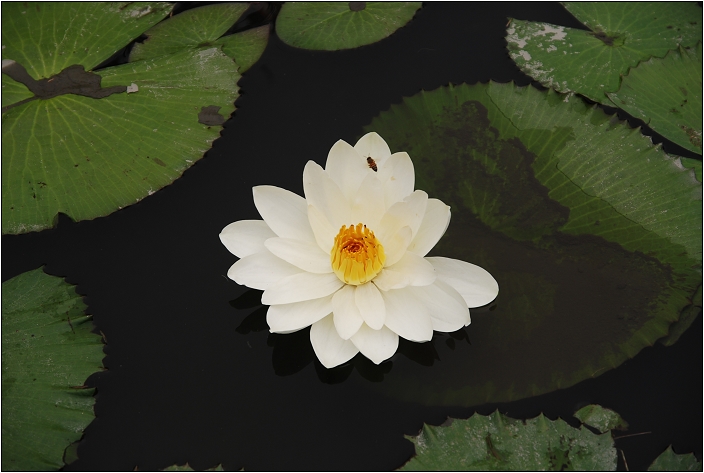 【花蓮 景點】吉安慶修院 | 濃濃江戶風