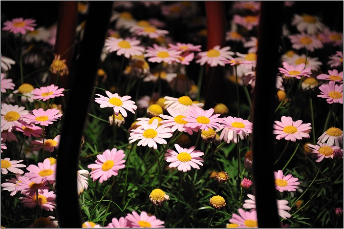 2010台北國際花卉博覽會。新生公園區