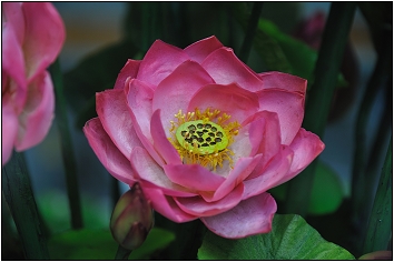 2010台北國際花卉博覽會。新生公園區 - 未來館