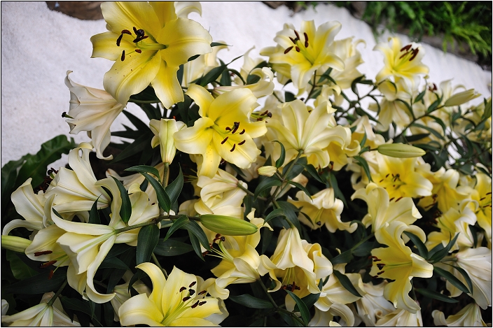 2010台北國際花卉博覽會。新生公園區 - 未來館