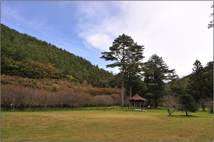 【台中 景點】武陵農場。雪霸國家公園 | 秋楓、落羽松