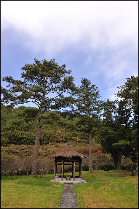 【台中 景點】武陵農場。雪霸國家公園 | 秋楓、落羽松