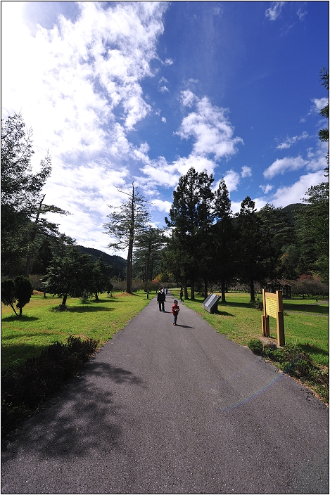 【台中 景點】武陵農場。雪霸國家公園 | 秋楓、落羽松
