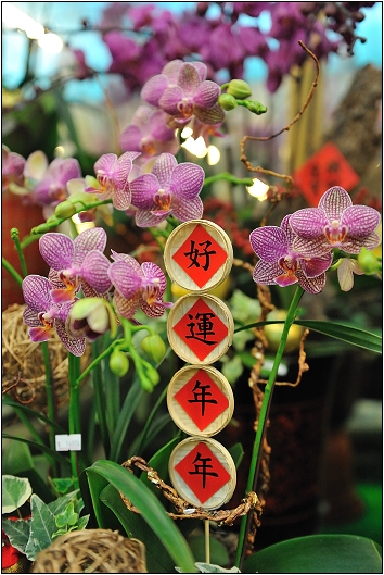 【台北 景點】南港花都 (已停業)