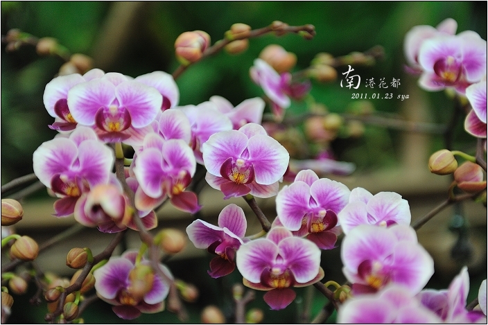 【台北 景點】南港花都 (已停業)