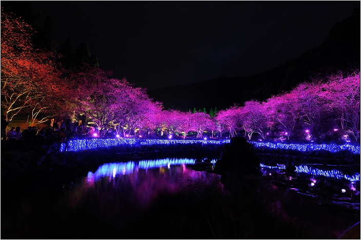 【南投 景點】九族文化村「夜櫻」 | 翻落的水彩盤